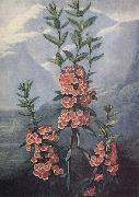 unknow artist slaktet kalmia ar uintergrona buskar med vackra blommor och dekorativt finns sju arter i stra nordamerika oil painting on canvas